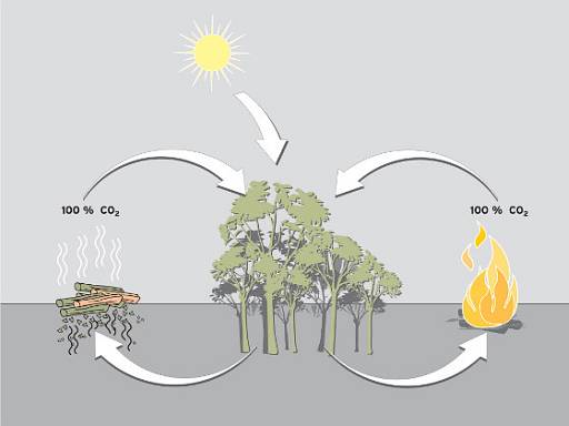 Kohlenstoffkreislauf: Holz und Pellets verbrennen CO2-neutral © DEPI/ Berlin, Initiative Holz und Pellets, Berlin/Köln